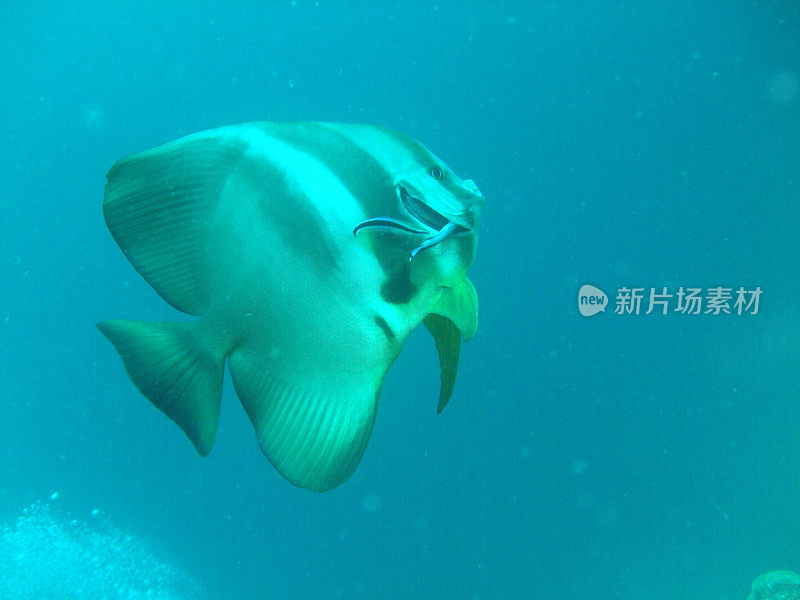 球形蝙蝠鱼(Platax orbicularis)